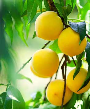 新鮮桃凍干加工成套設(shè)備報價方案