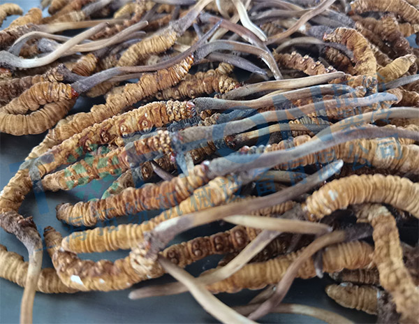 冷凍干燥機|凍干機|真空冷凍干燥機|大型冷凍干燥機|食品凍干機|制藥真空冷凍干燥機|食品凍干設(shè)備|制藥冷凍干燥機