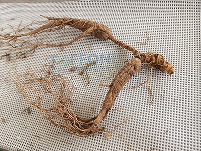 17089090405127.jpg 拓紛人參.jpg